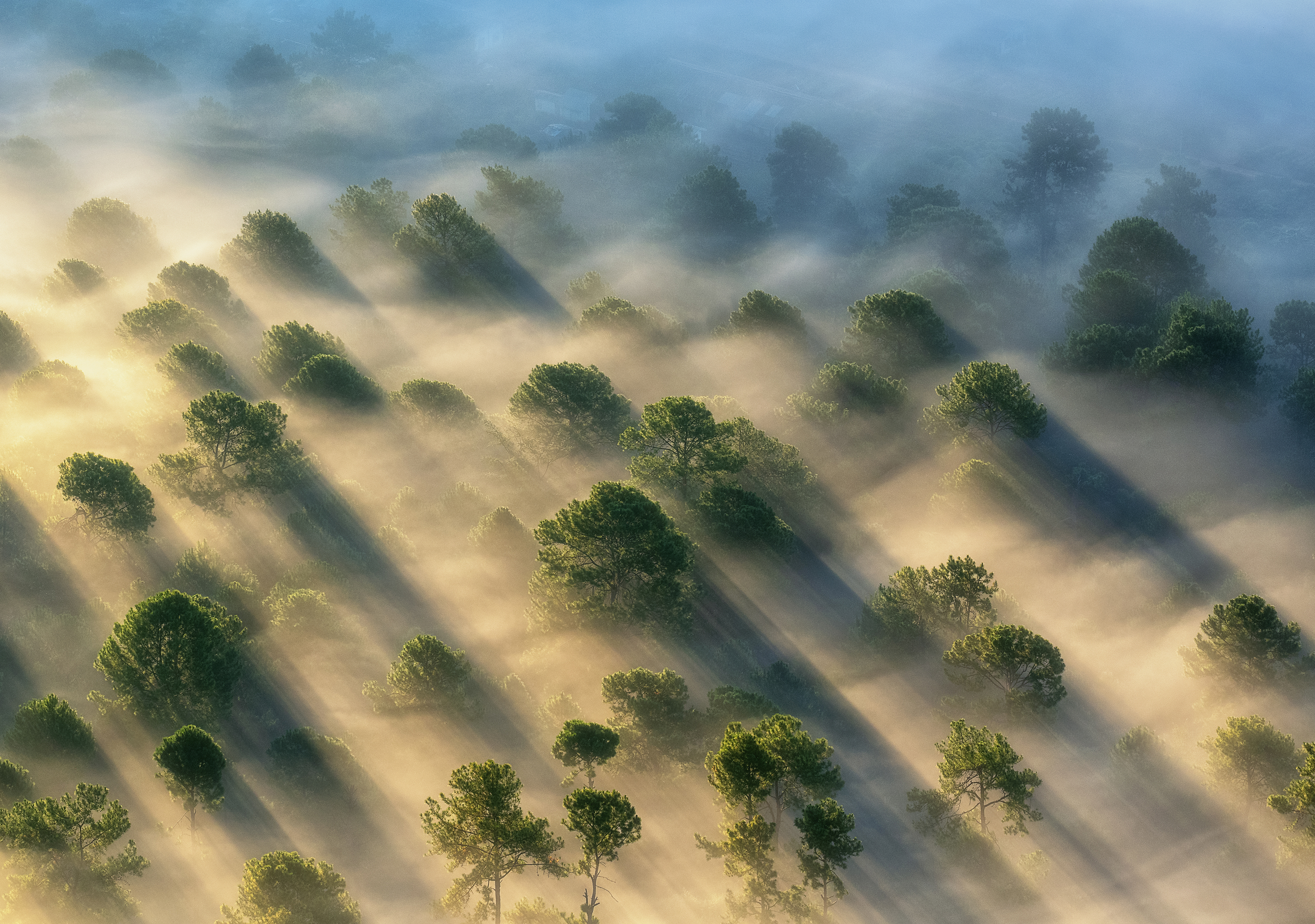 Soft light reveals trees and mist in a natural landscape.