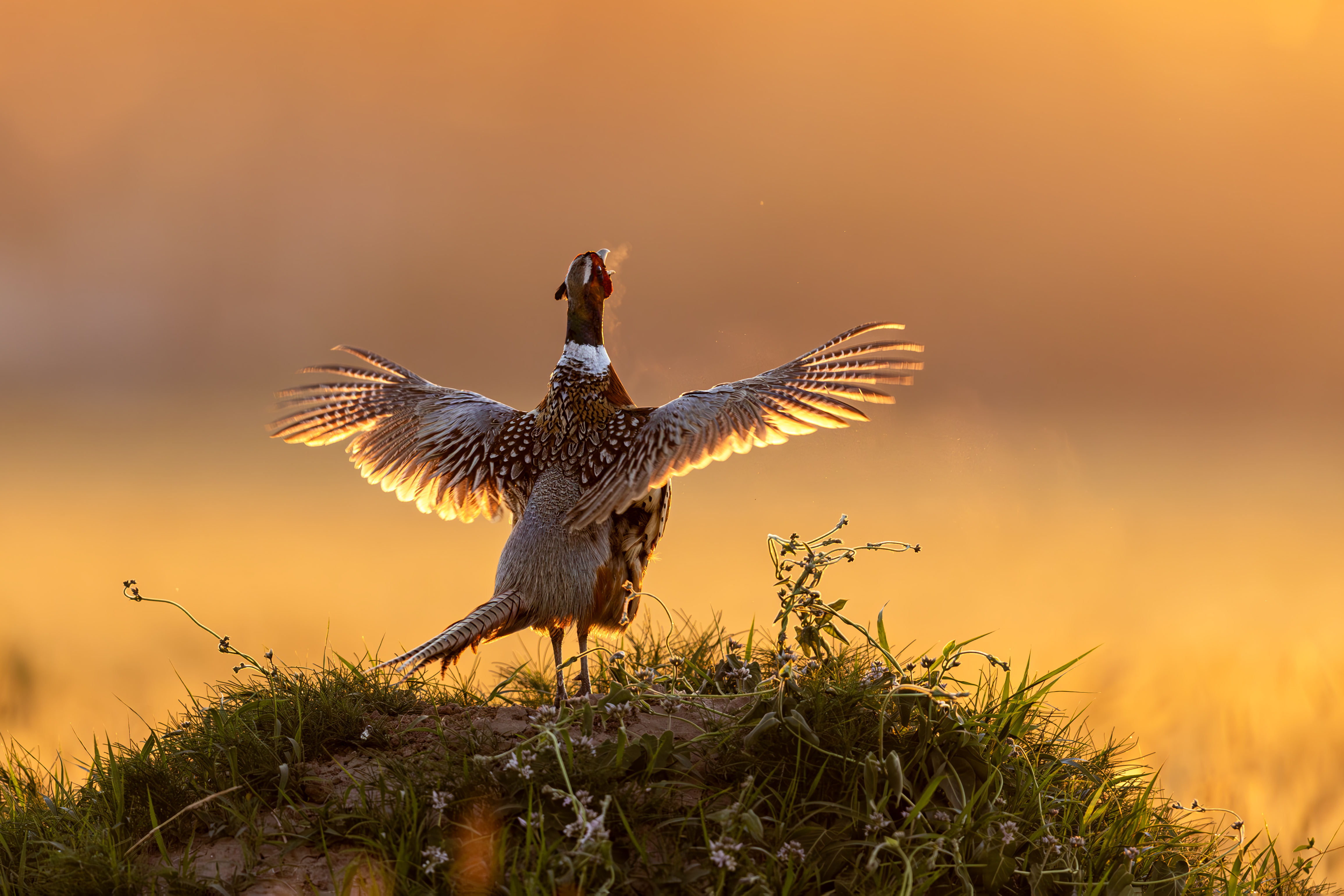 A golden pheasant calls in warm light with wings spread.