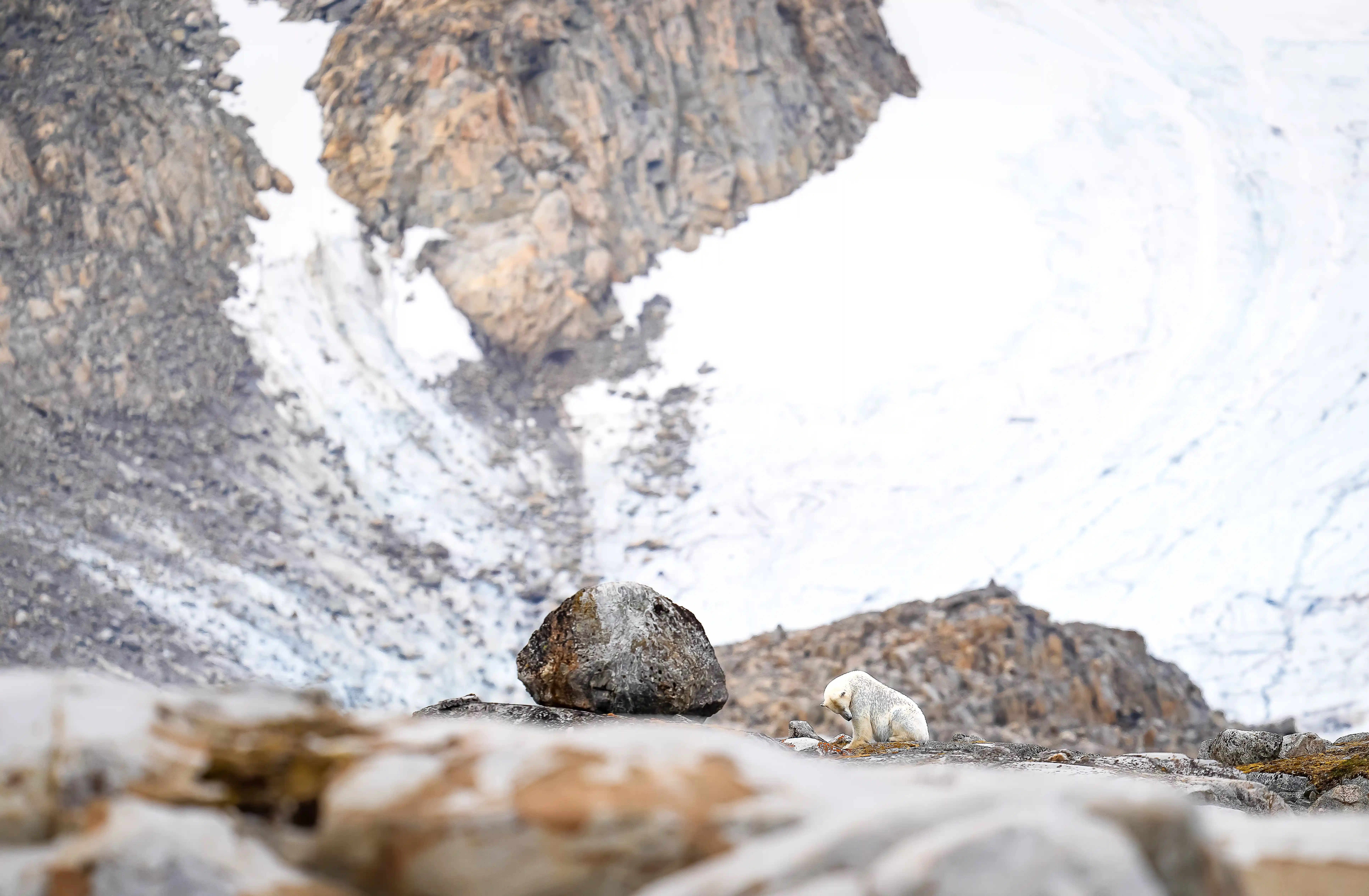 A polar bear moves across a retreating ice field.