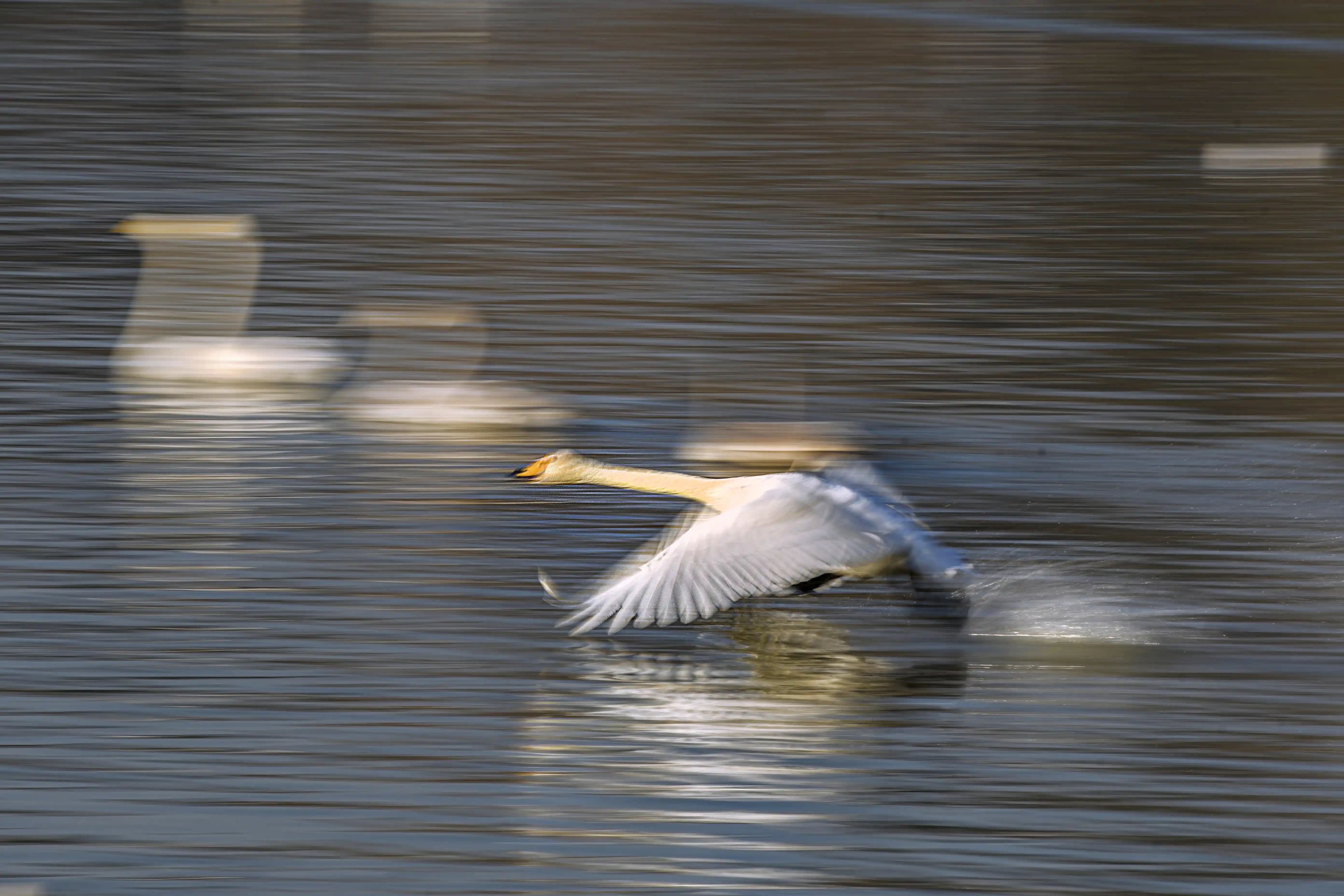 Wildlife moves swiftly through a natural landscape.