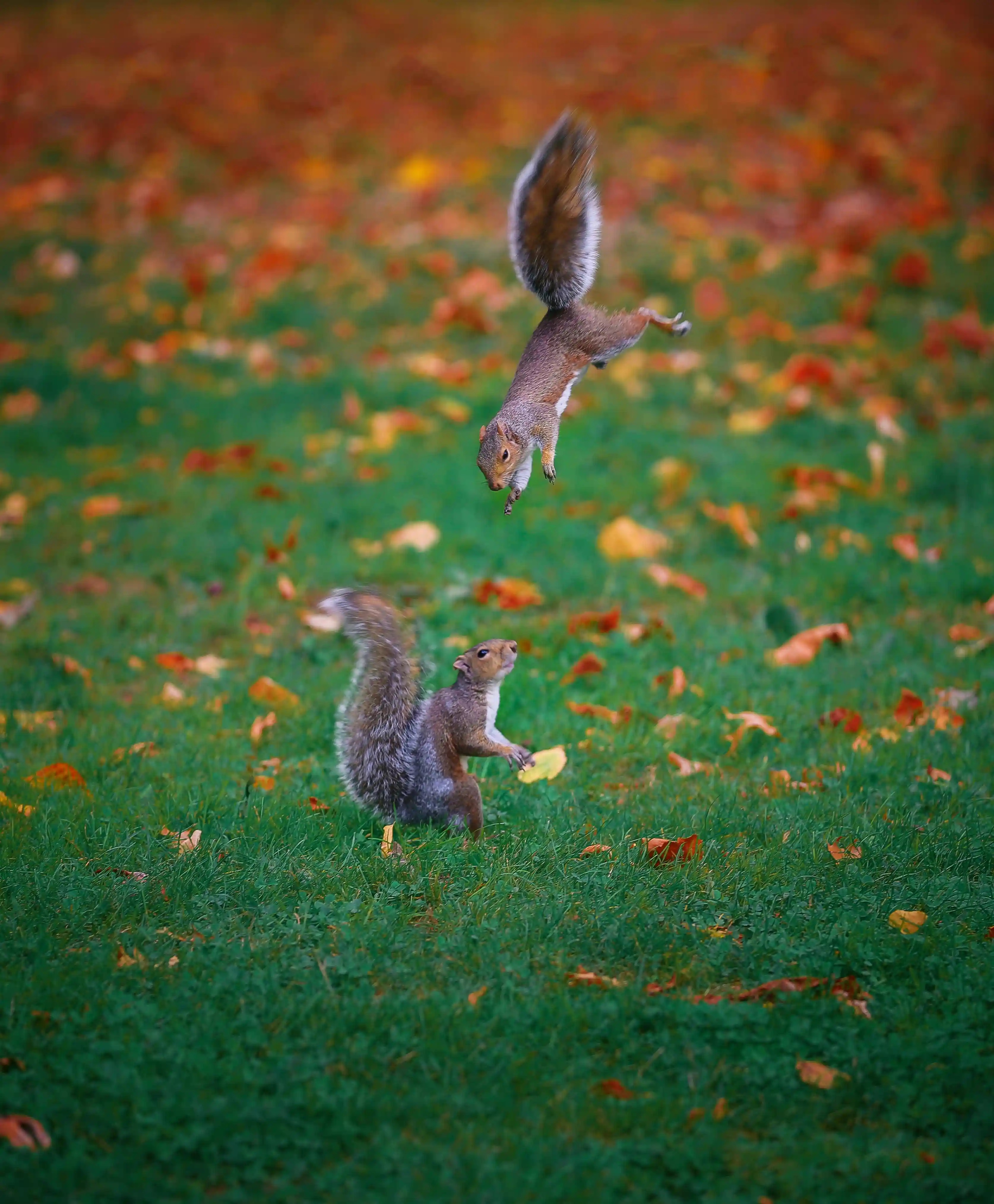 A fleeting wild moment unfolds in open nature.