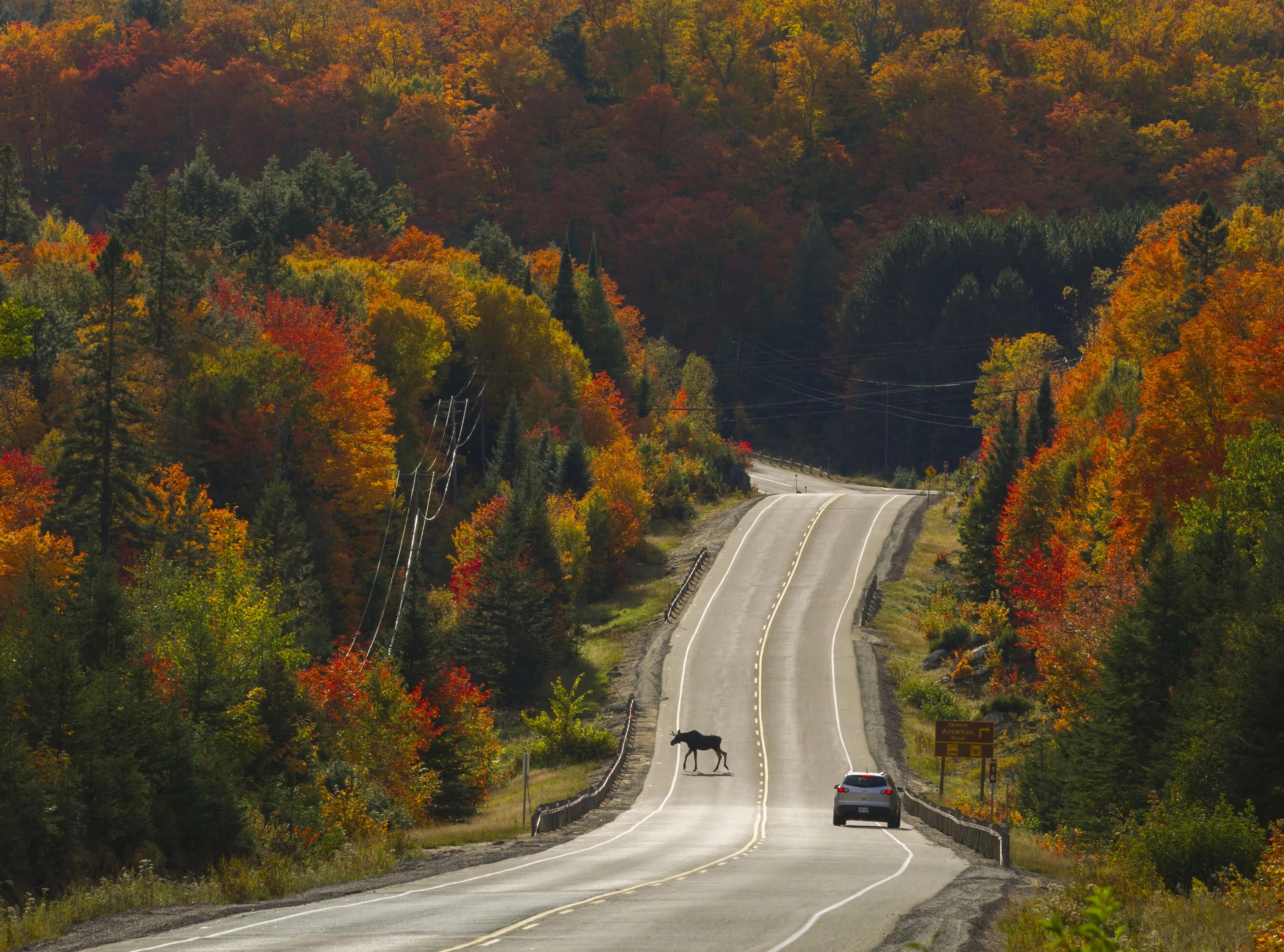 A deer crosses through a scene that asks drivers to stop.