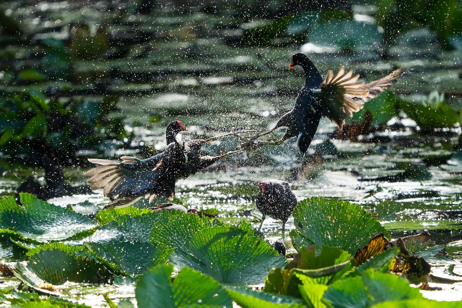Birds clash in a dramatic aerial battle.