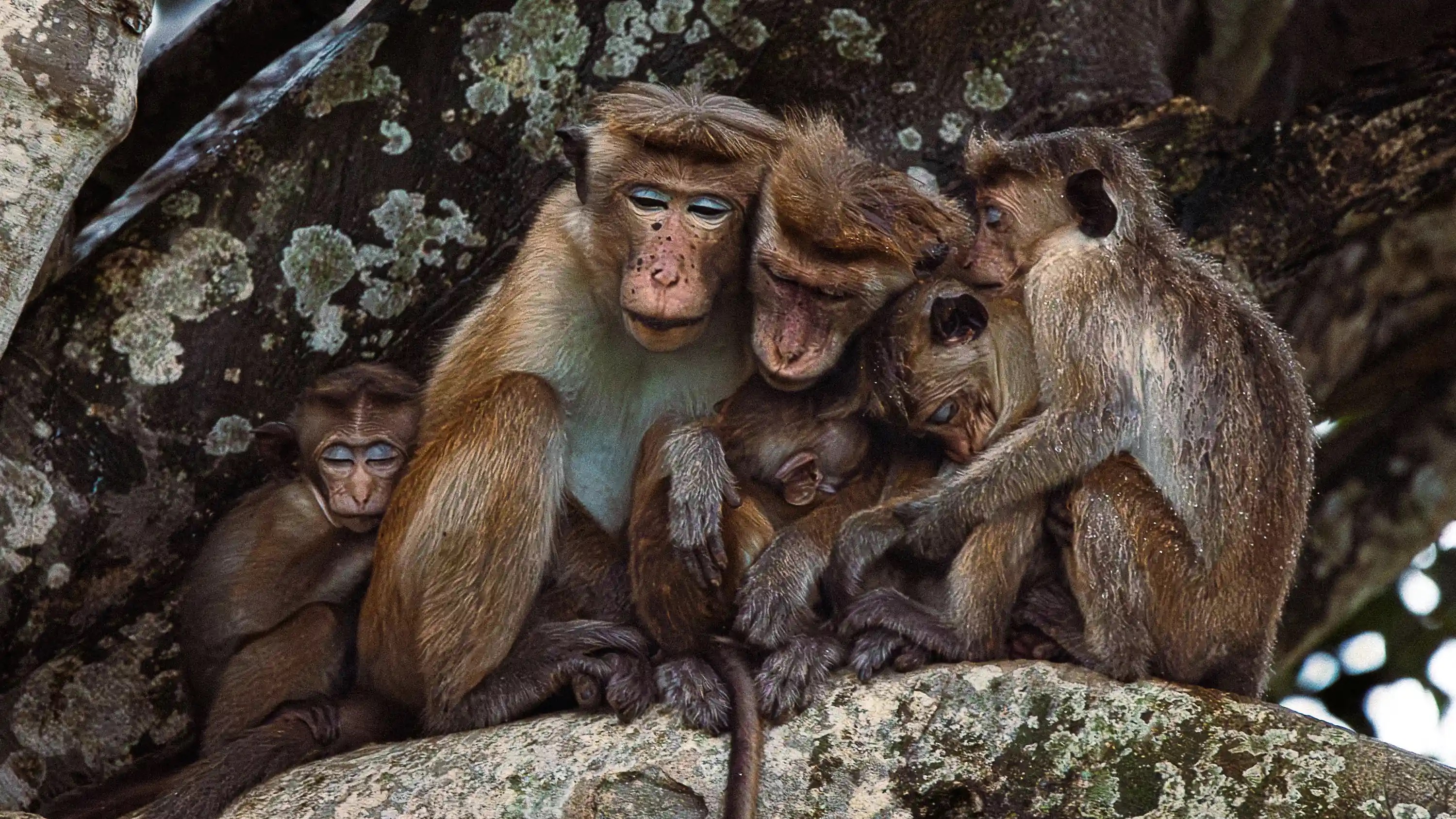 A family group of animals gathers in a tender embrace.