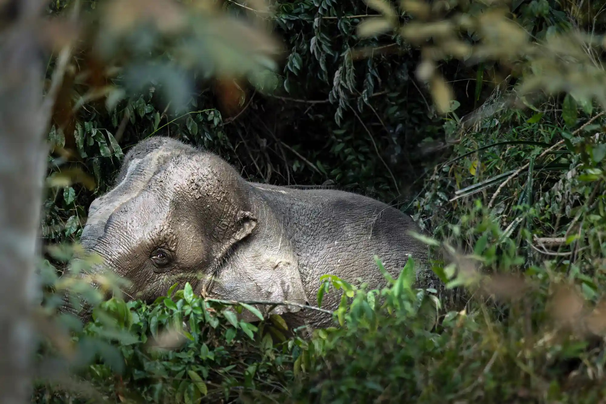 An Asian elephant stands in its natural habitat.