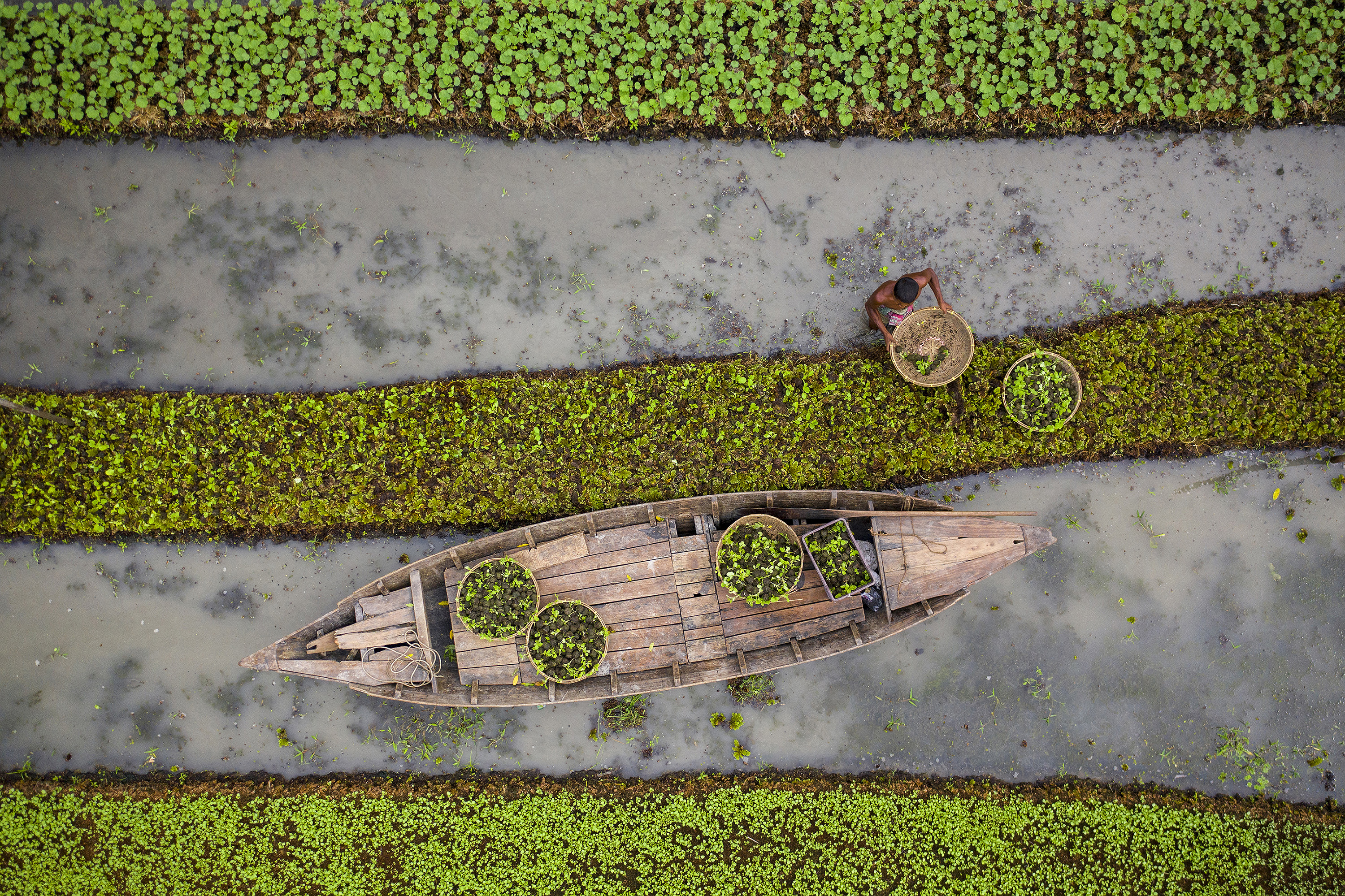 Boats and workers move through green agricultural wetland fields from above.