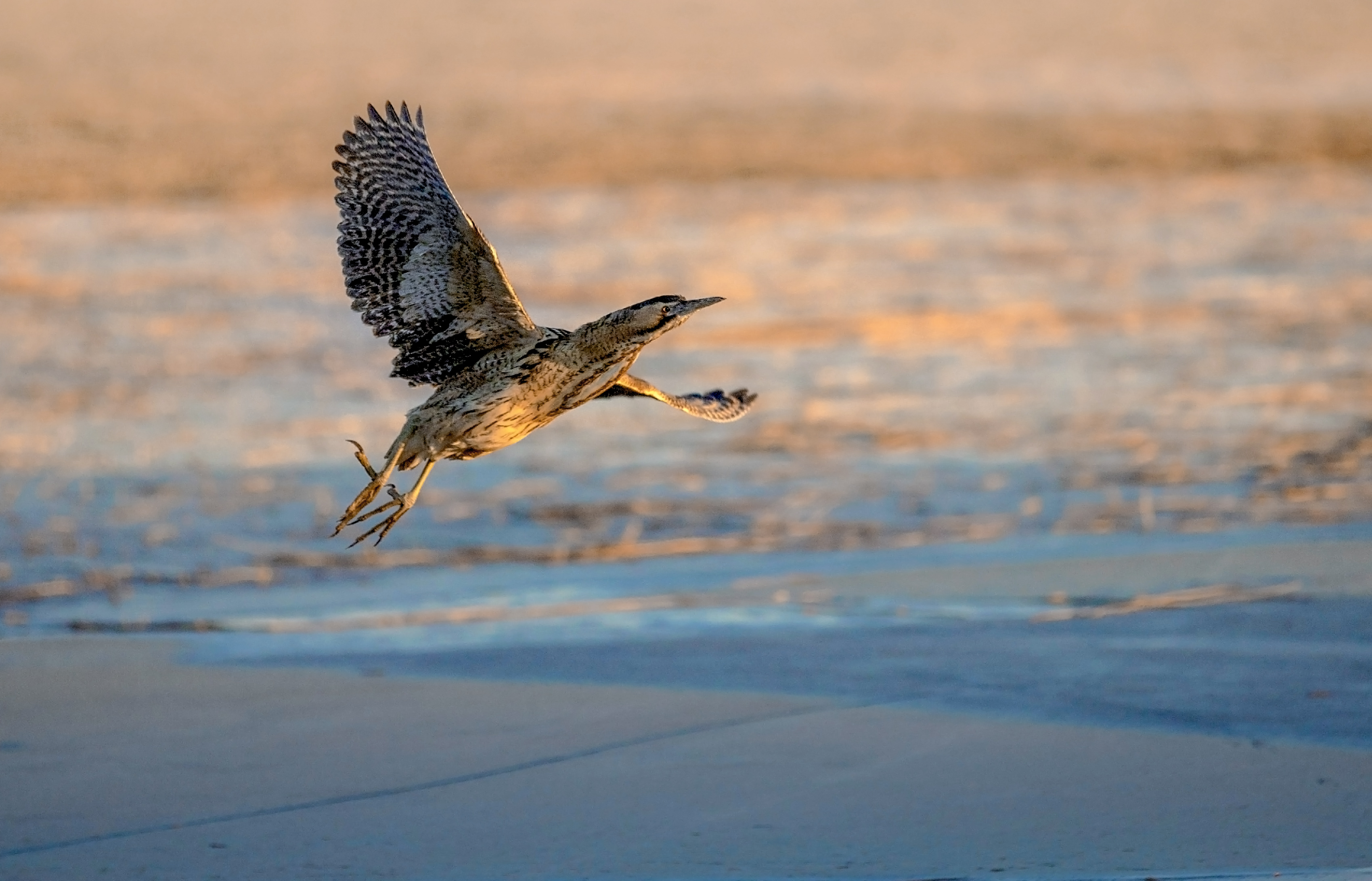A bird moves low over blue water in a wetland.
