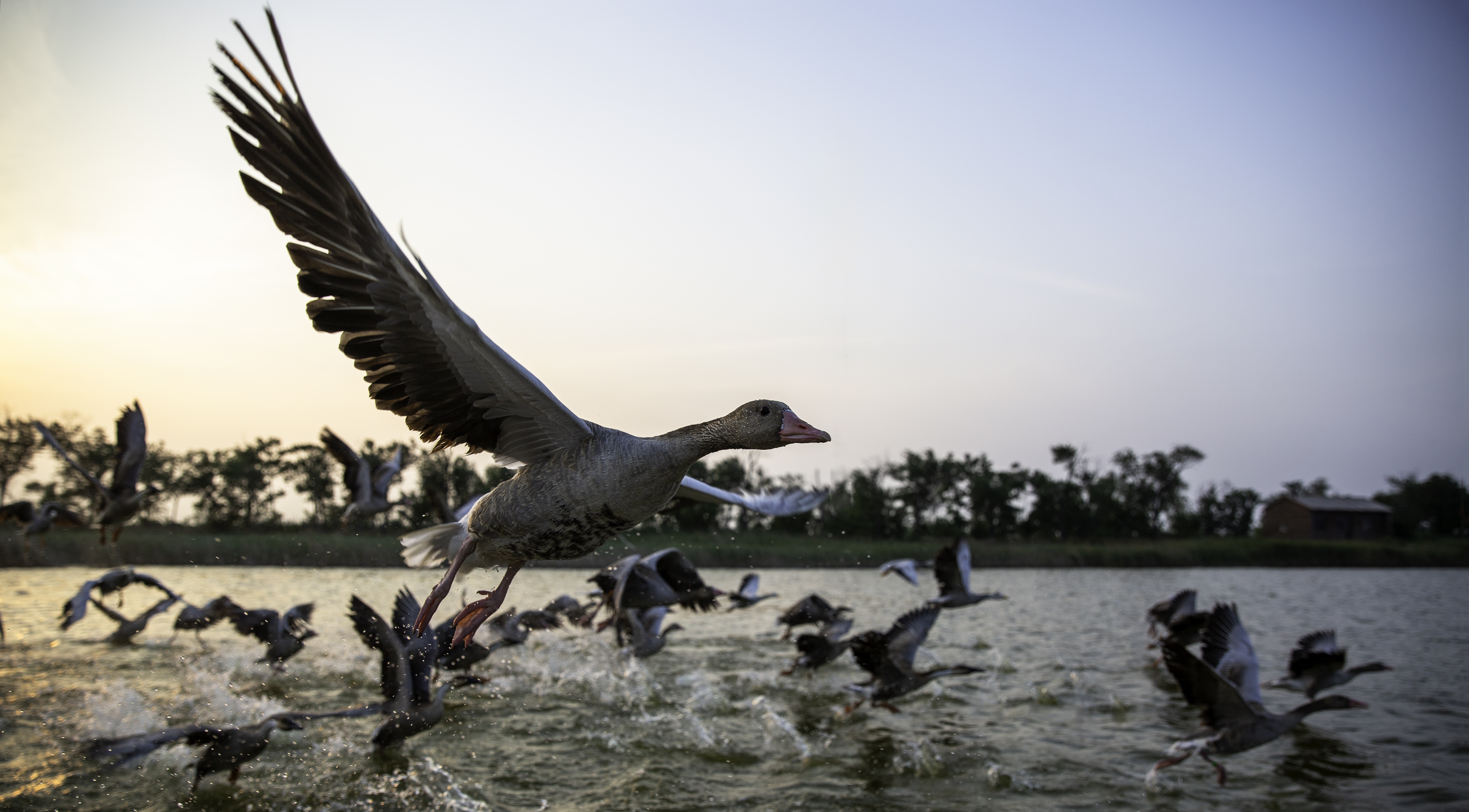 A bird takes off from the wetland as other birds splash across the water.