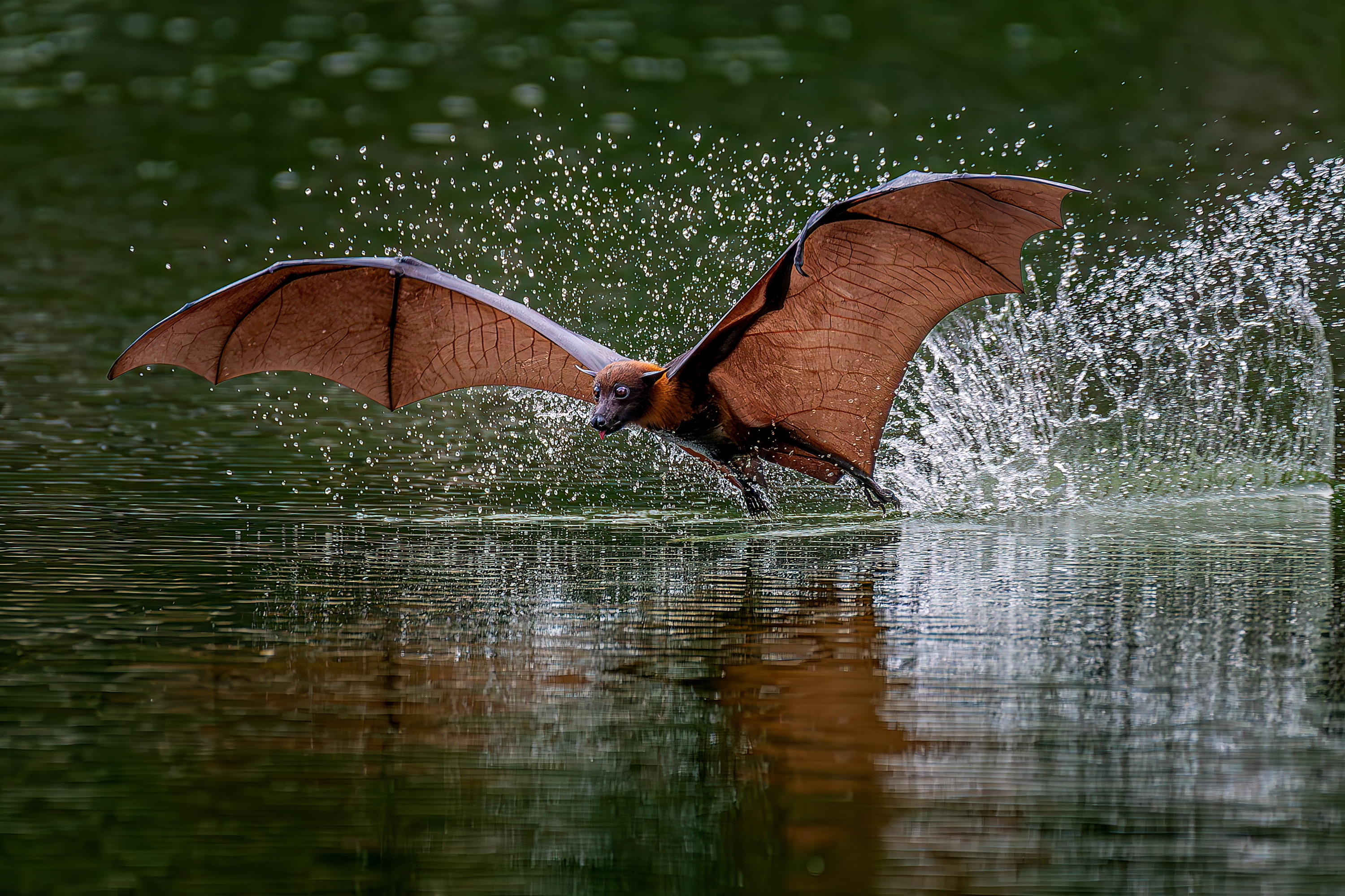 A flying fox skims across water with wings spread wide.
