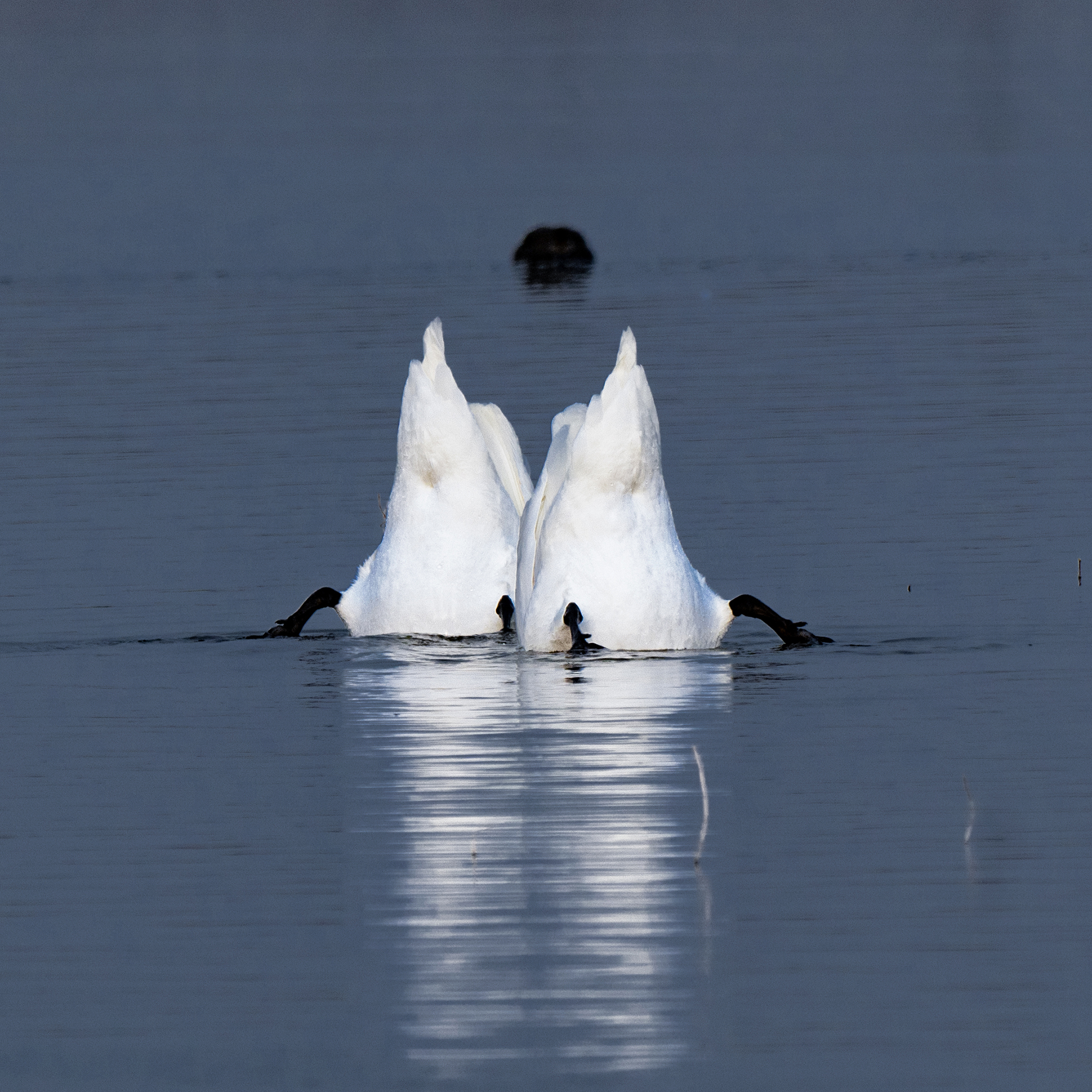 White waterbirds dip into calm blue water.