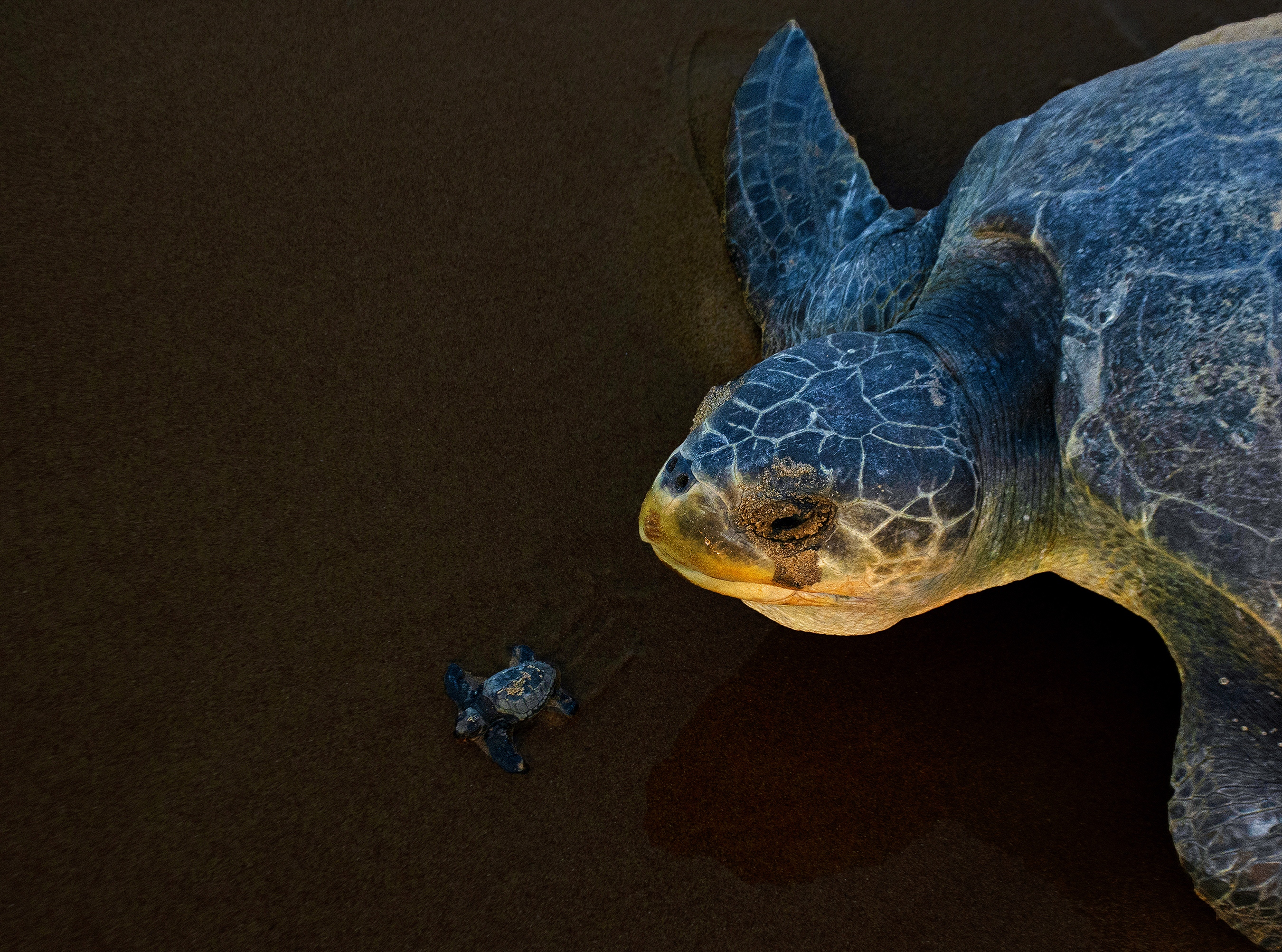 A large turtle appears beside a smaller turtle in dark water.