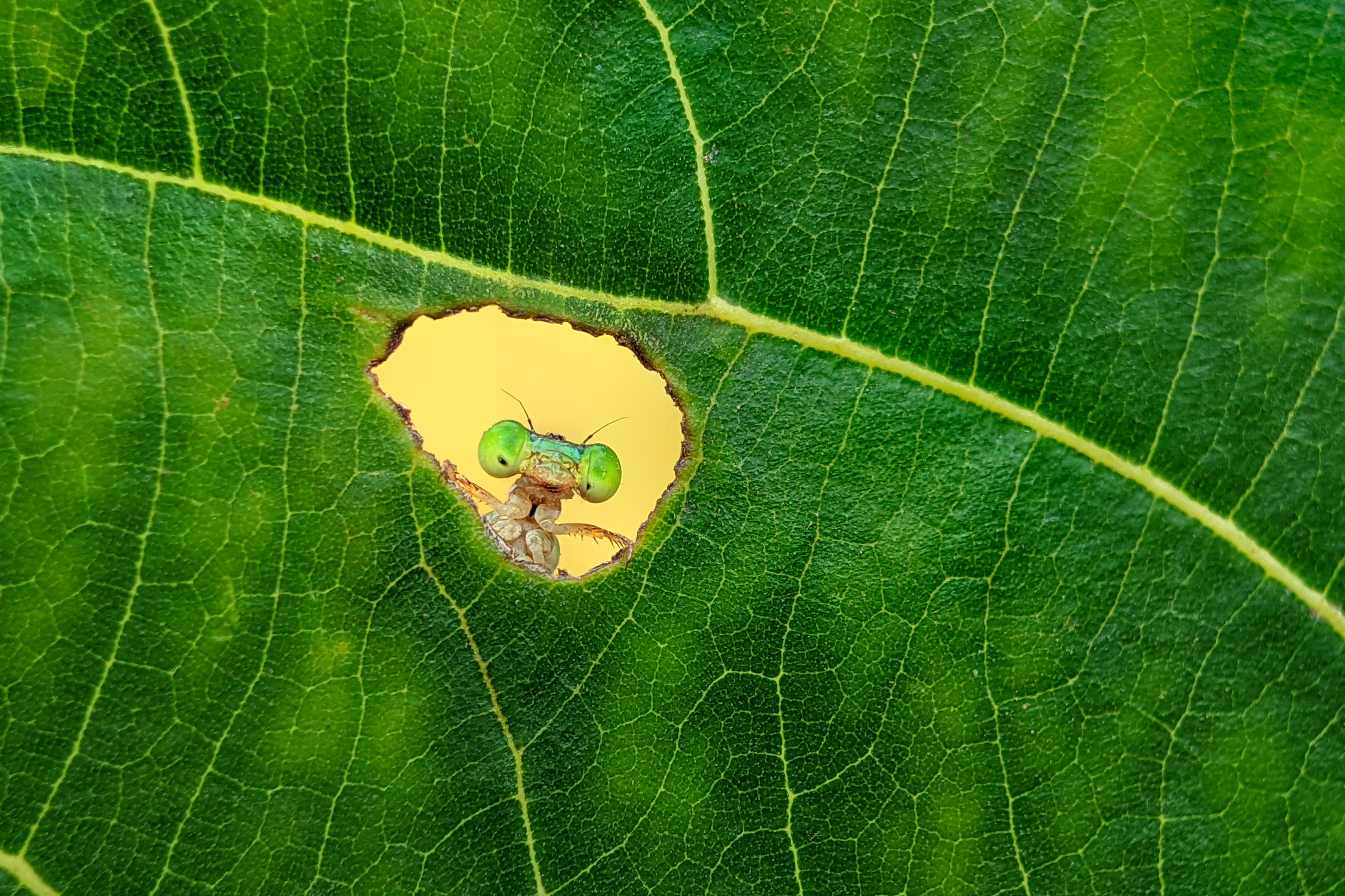 A small subject appears through a bright opening in a green leaf.