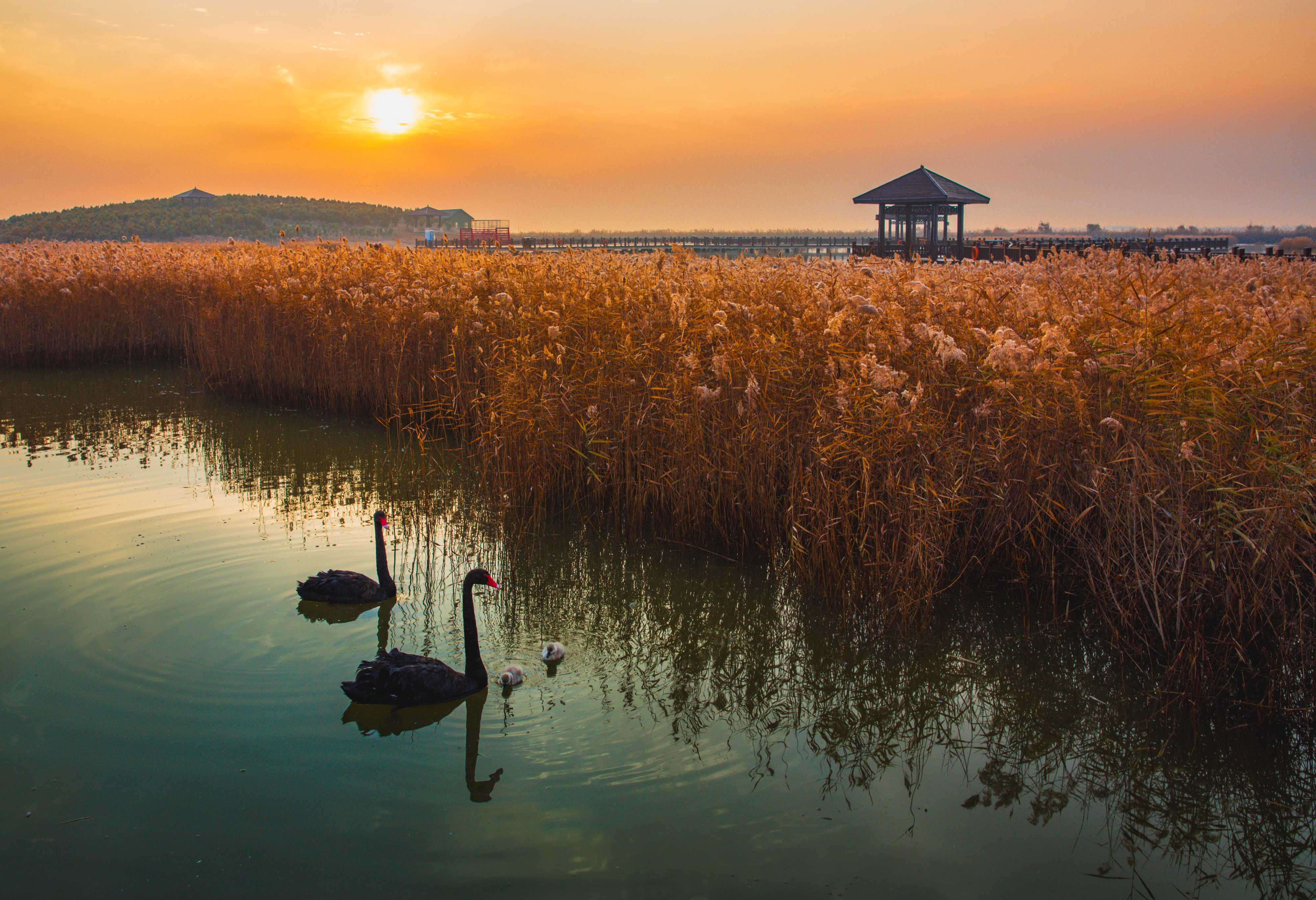 Black swans swimming through a wetland at sunset beside golden reeds.