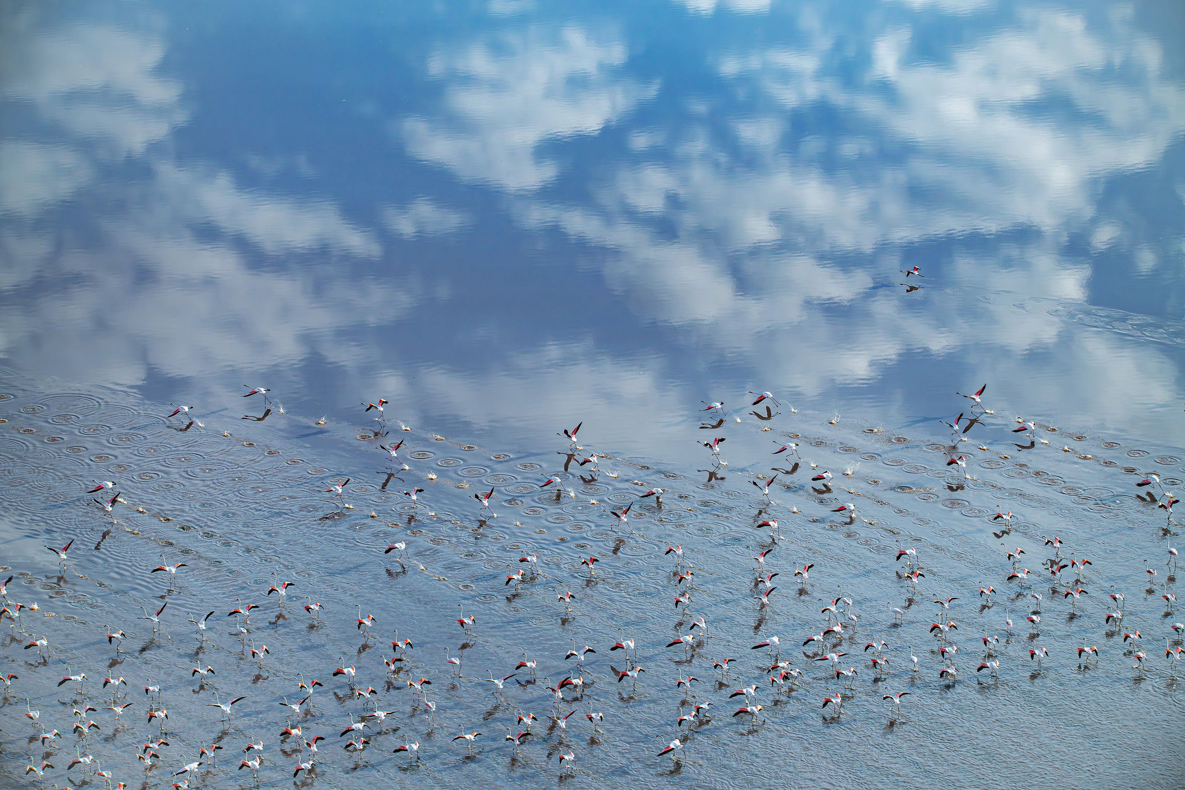 A flock of birds moves across a pale blue wetland scene.