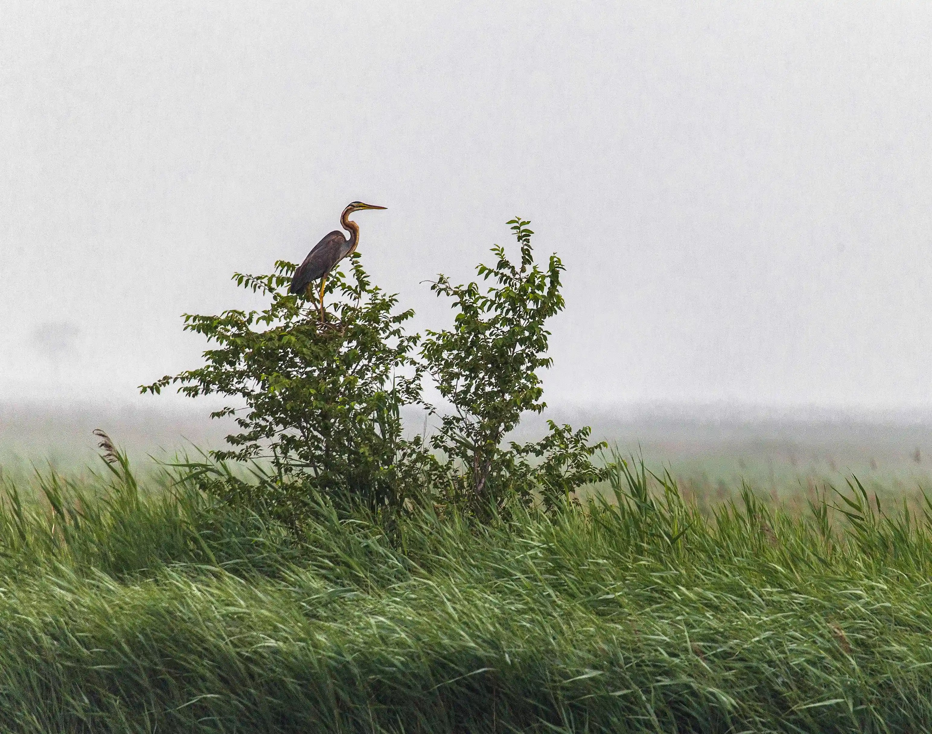 A bird stands on a branch above windblown green reeds.