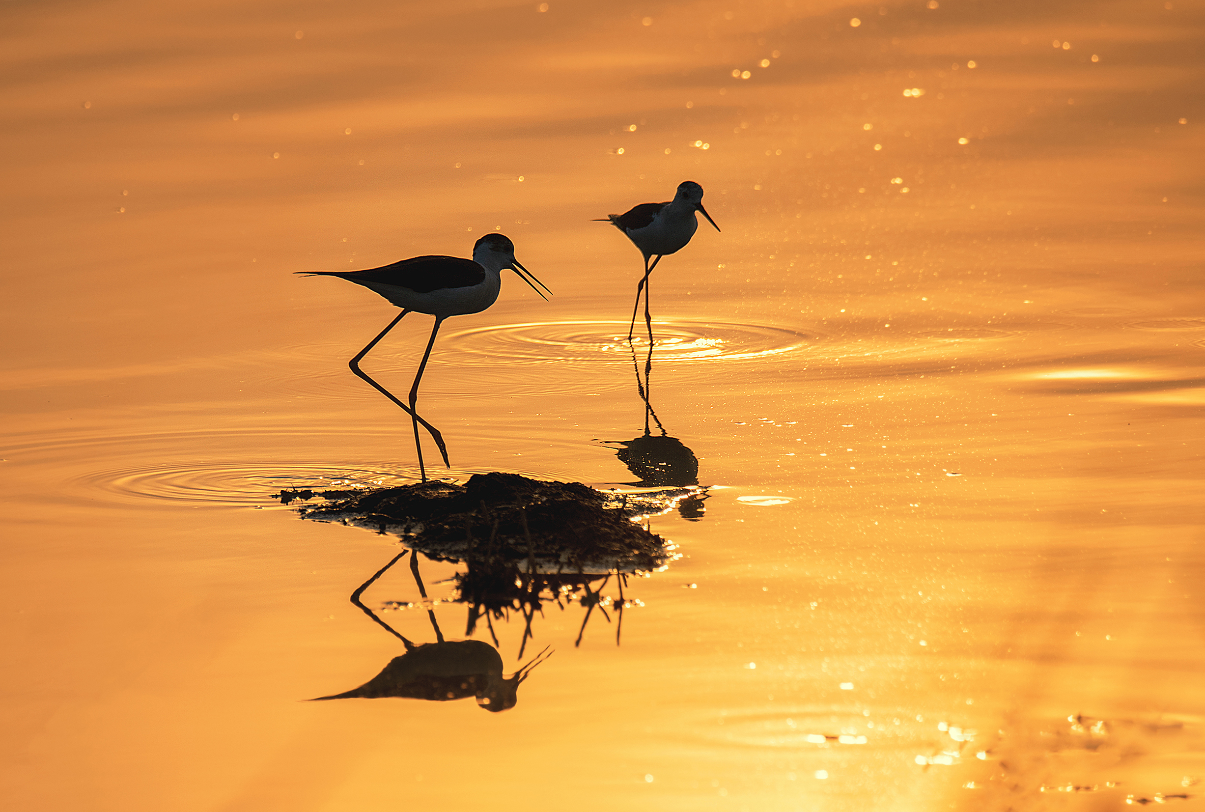 Two waterbirds stand in warm golden light with reflections on the water.