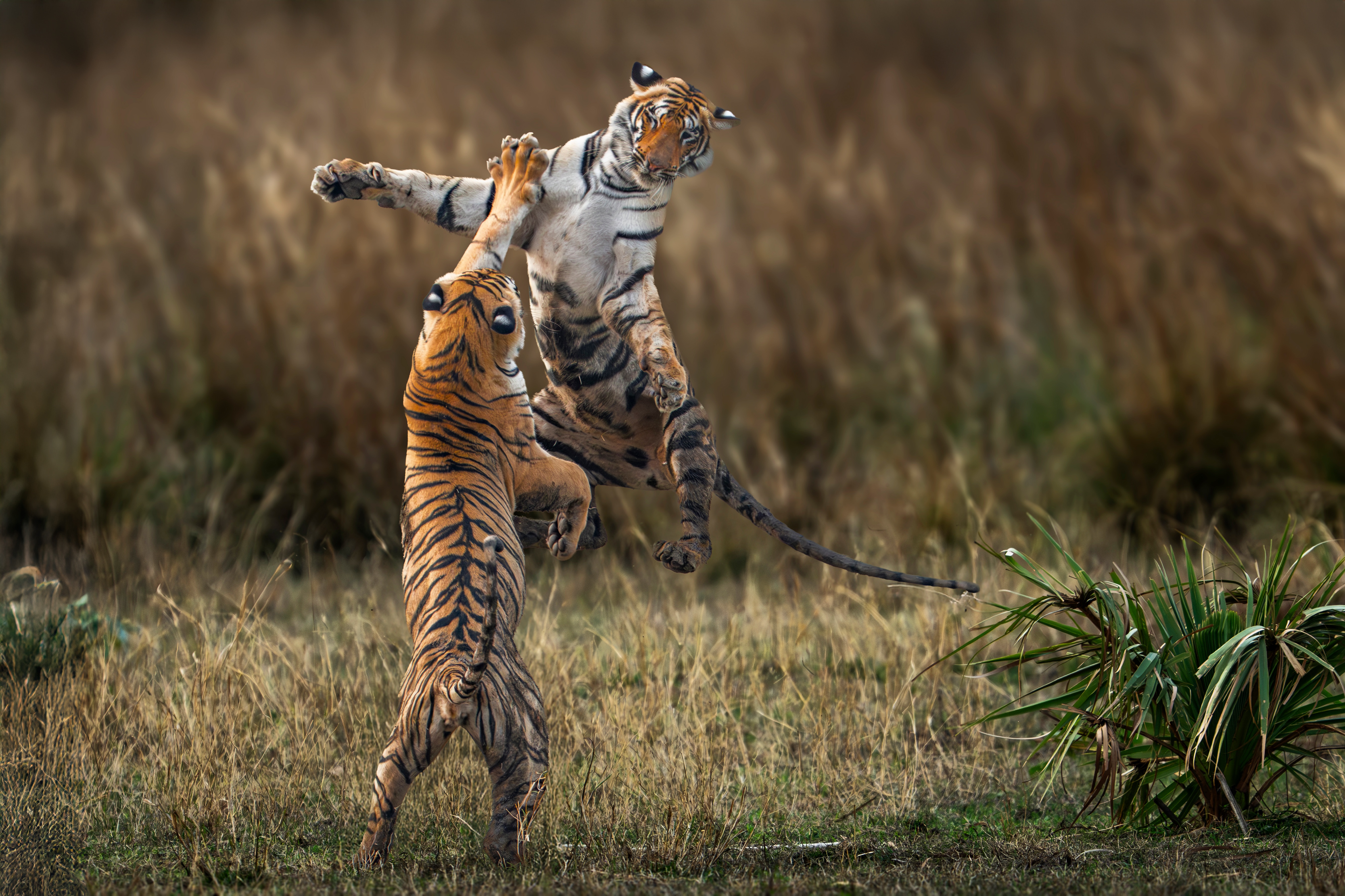 Tigers stand upright in a natural habitat.