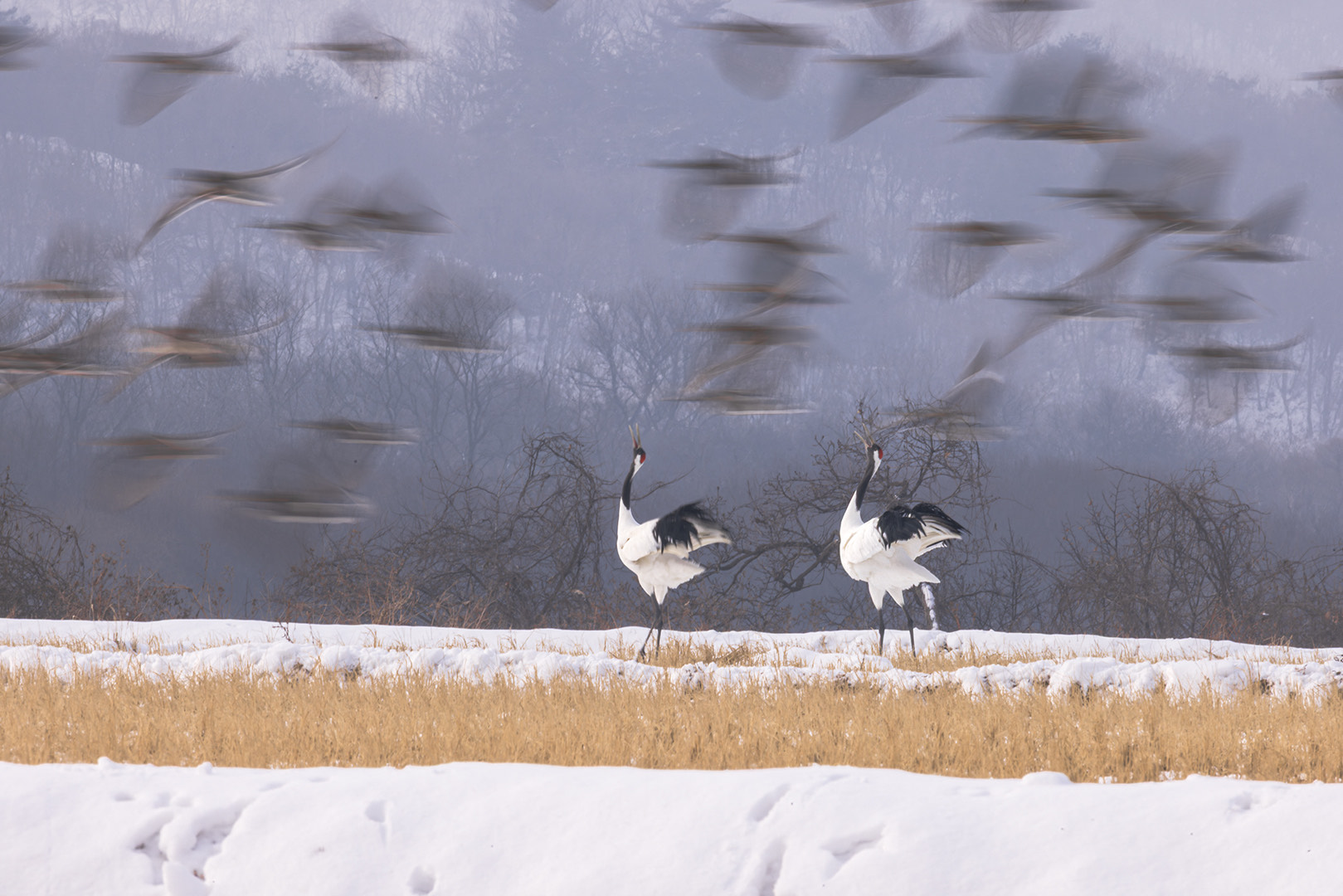 Birds fly through a muted winter wetland scene.