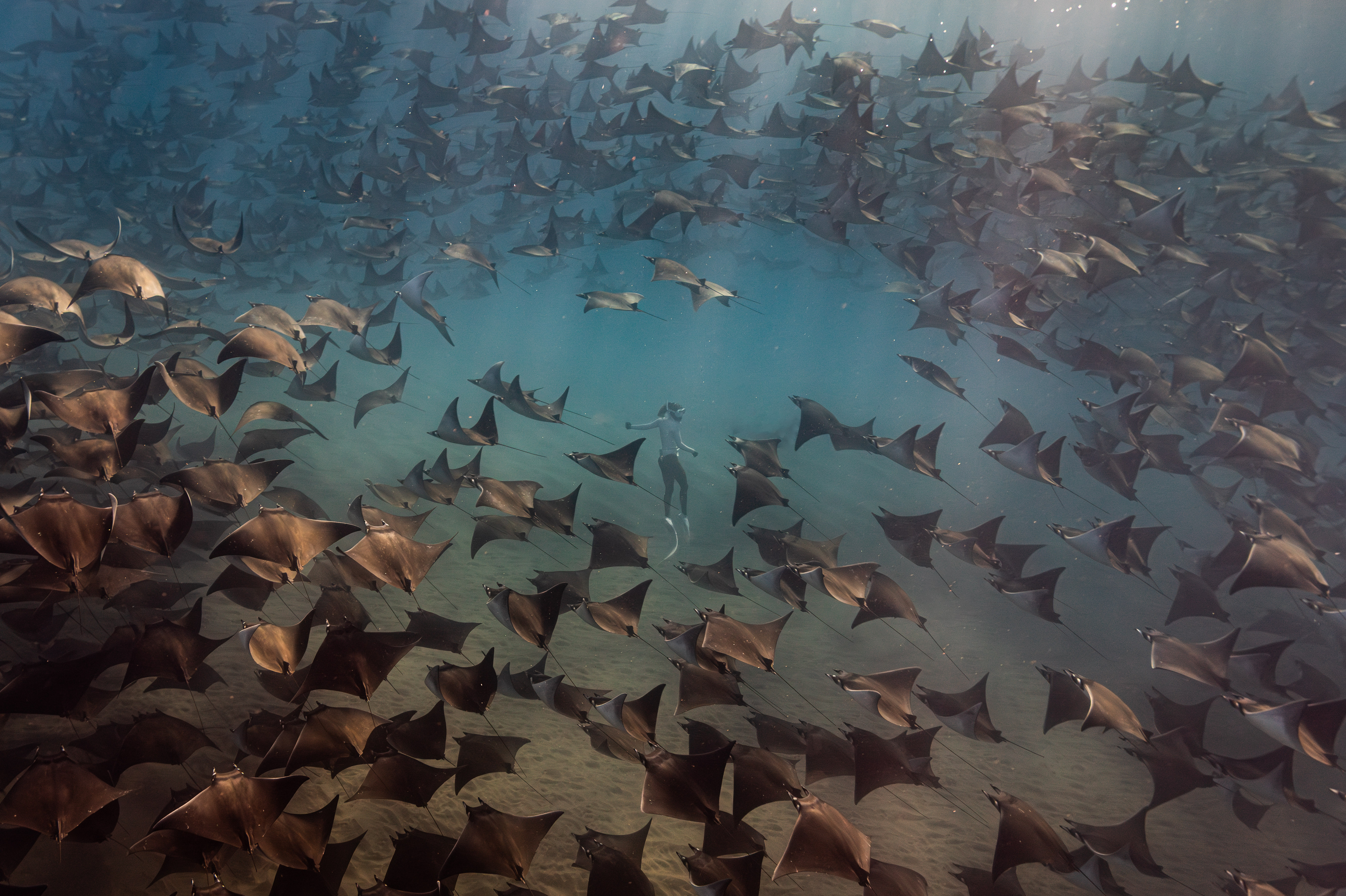 A submerged flock forms a quiet mass in blue water.