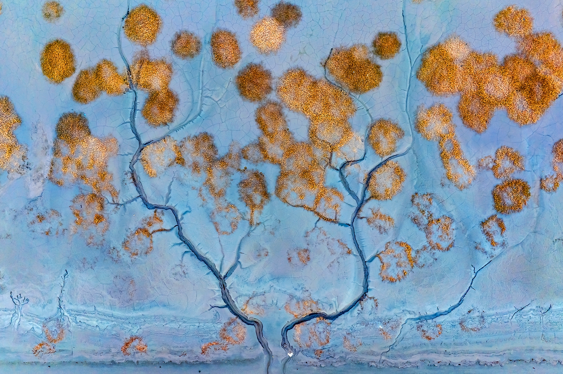 Aerial view of golden wetland plants branching across blue tidal flats.