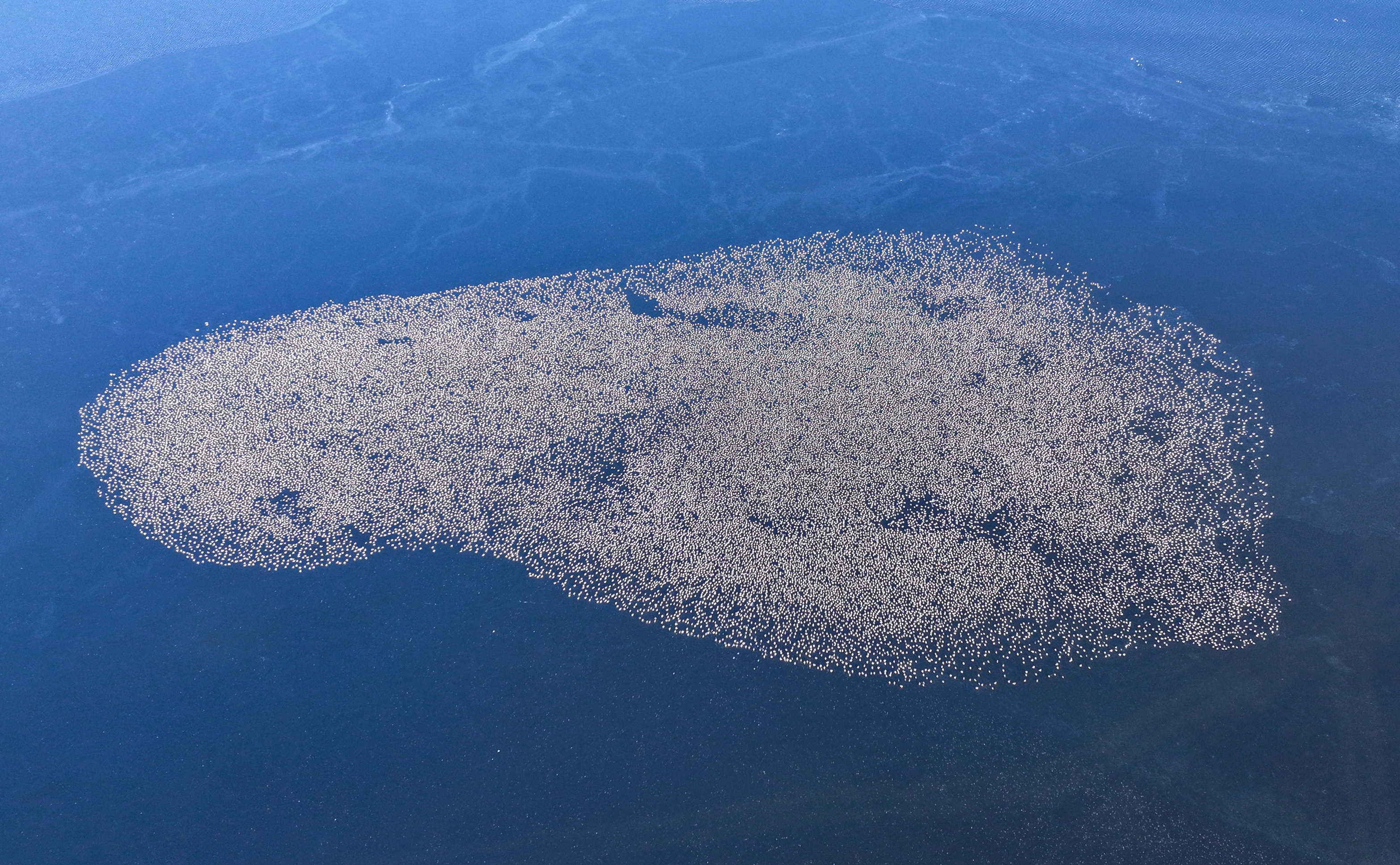 Aerial view of a large flock of migratory birds gathered on blue water.