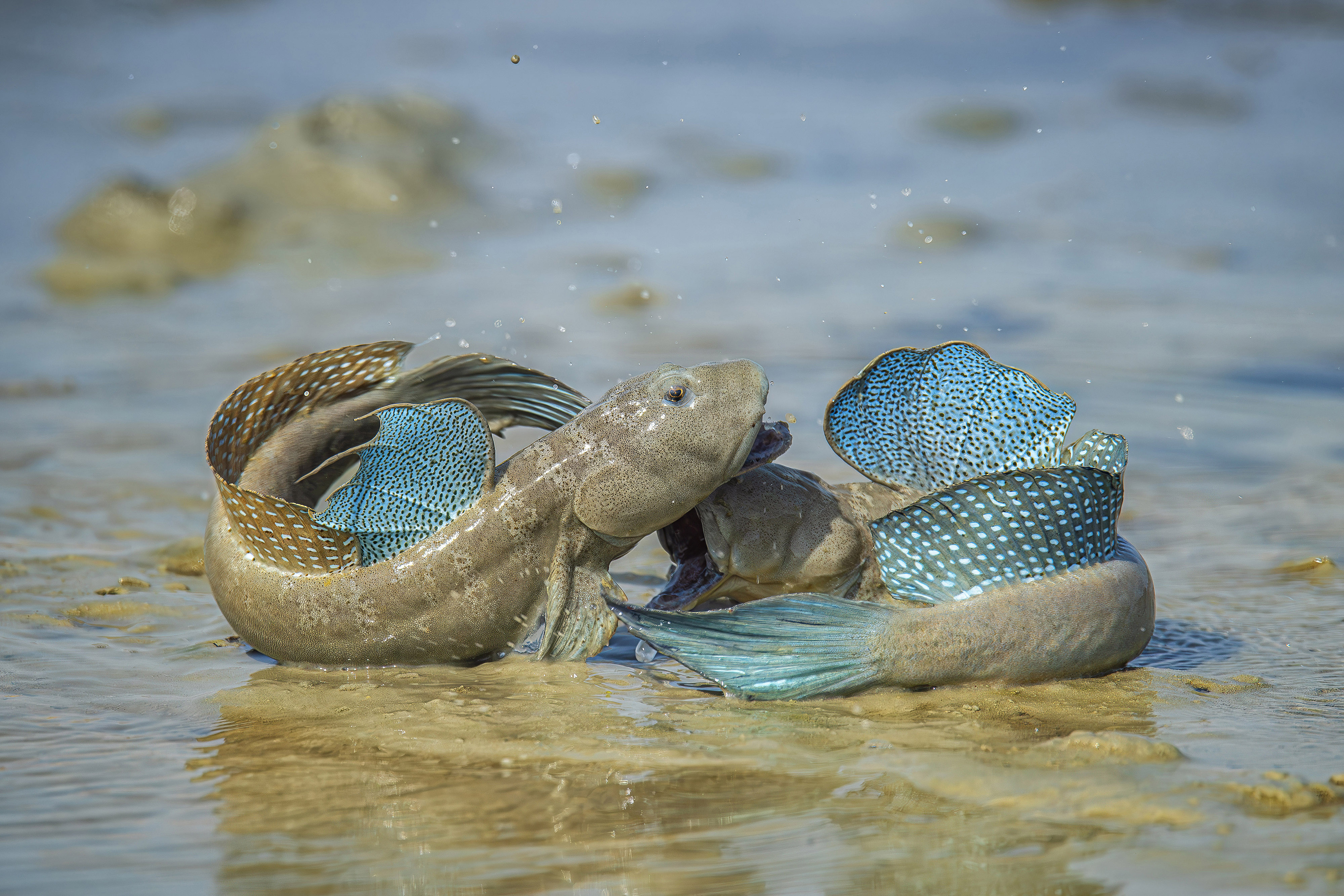 Mudskippers resting in shallow wetland water