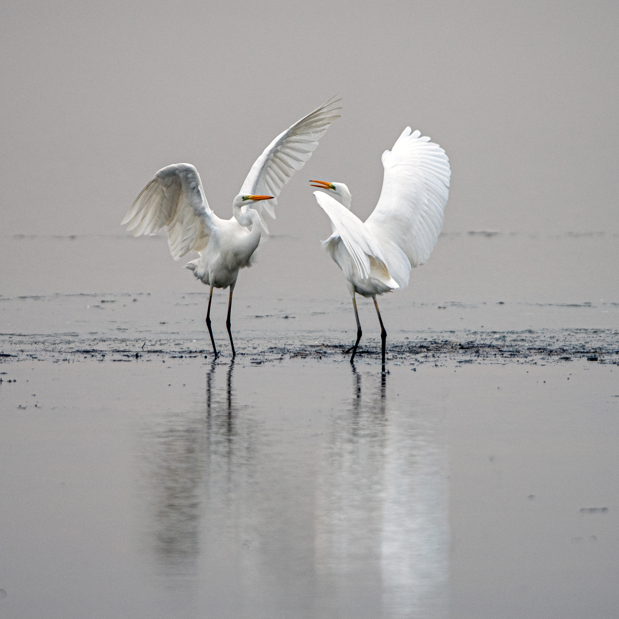 Two white migratory birds standing in shallow wetland water