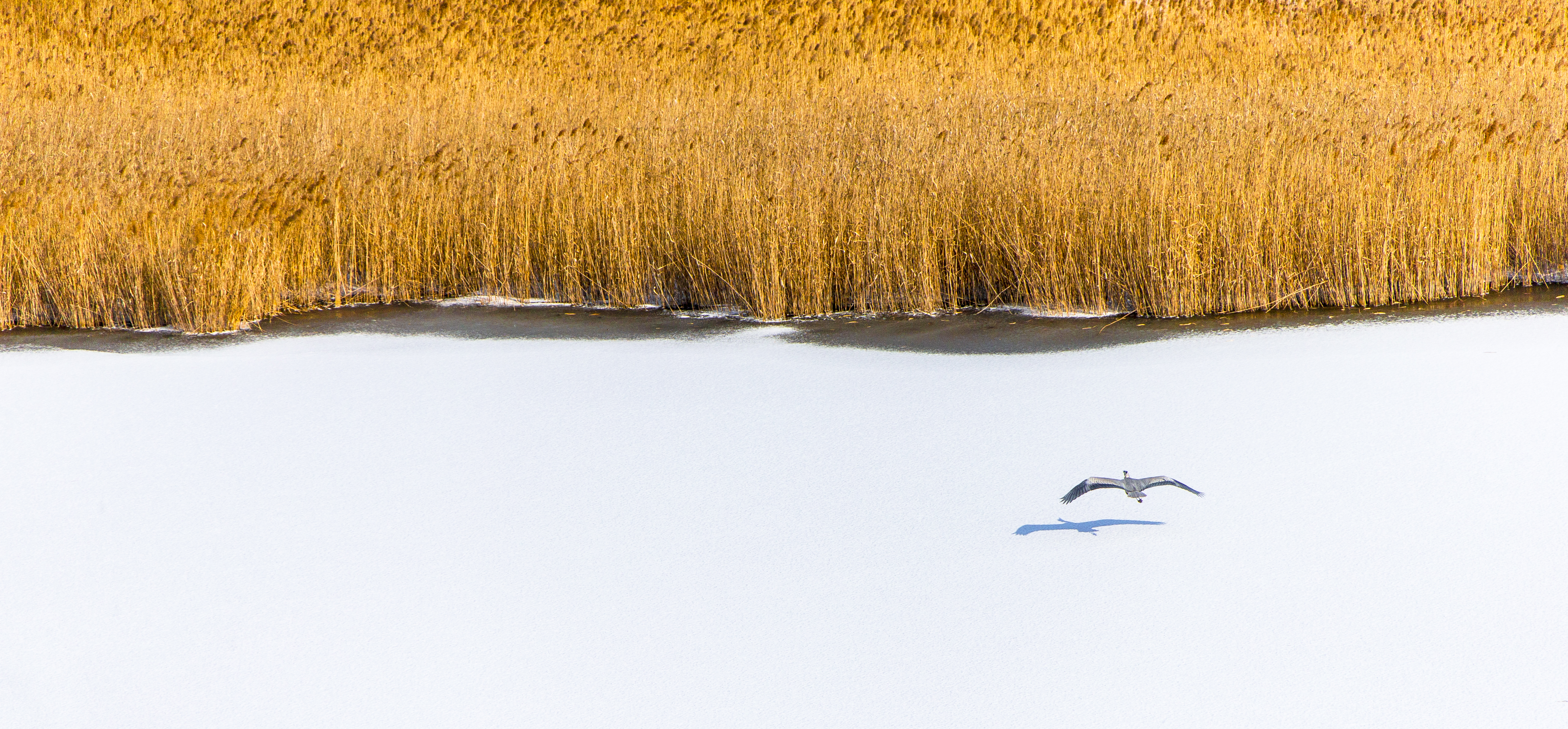 Golden winter reeds beside a frozen Nandagang wetland