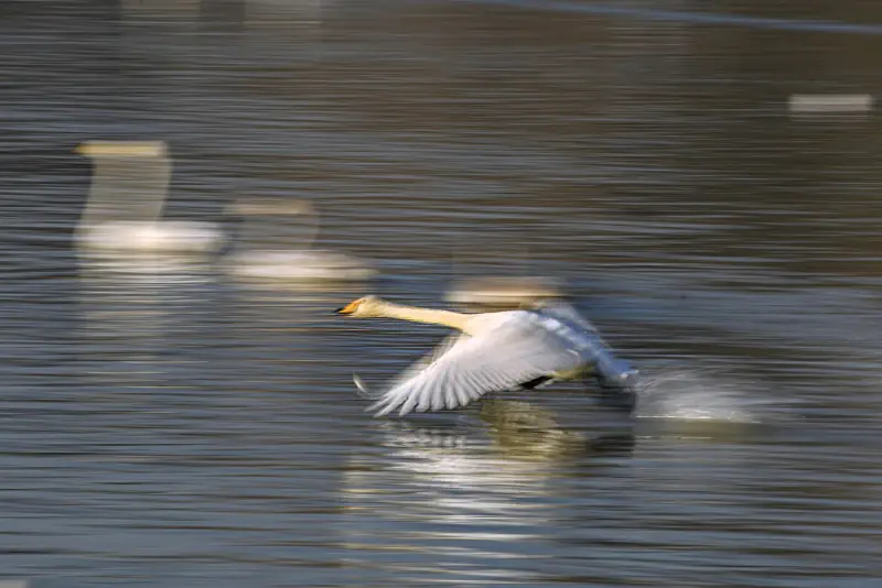 Wildlife moves swiftly through a natural landscape.