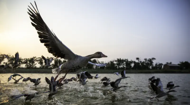 A bird takes off from the wetland as other birds splash across the water.